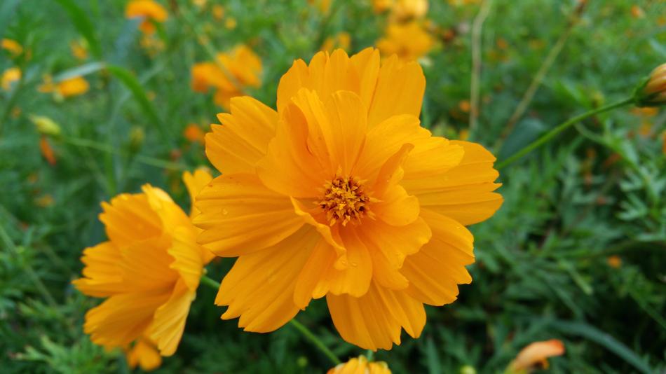 Orange Flowers Yellow