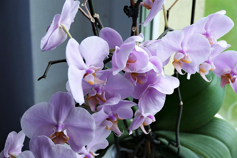 Orchid Flower Close Up