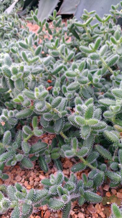 green cacti grow on rocks