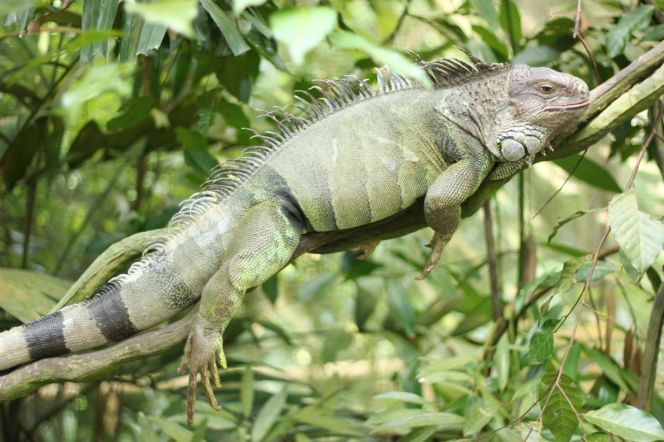 Iguana Reptile Lizard
