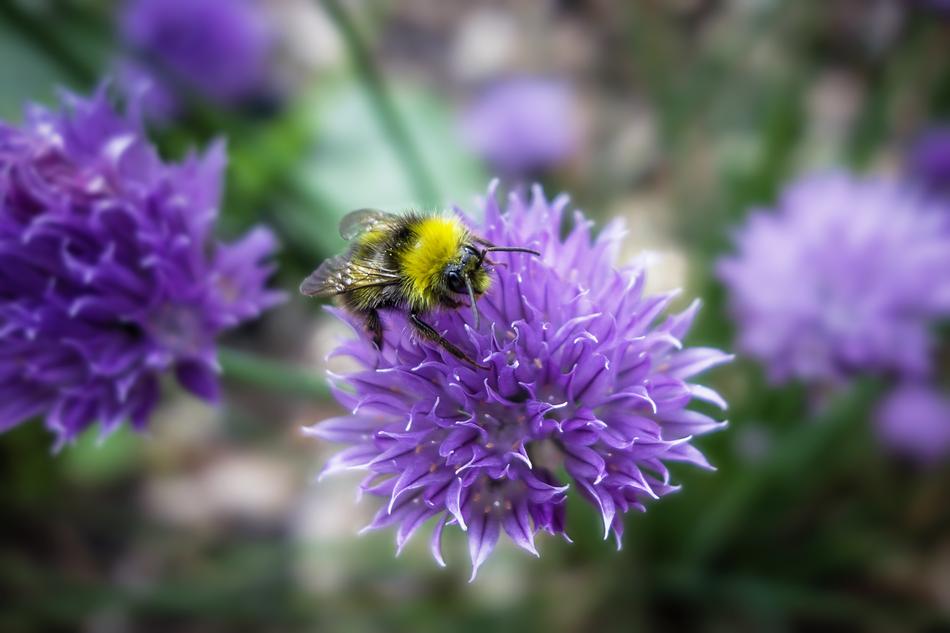 purple Bourdon Flowers at Nature