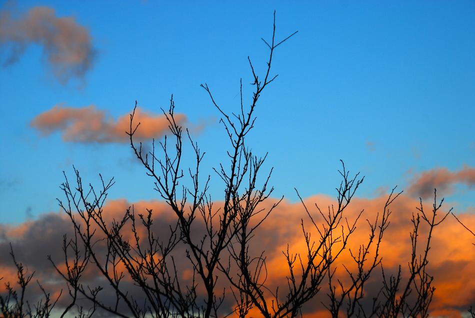tree branches against an orange sky