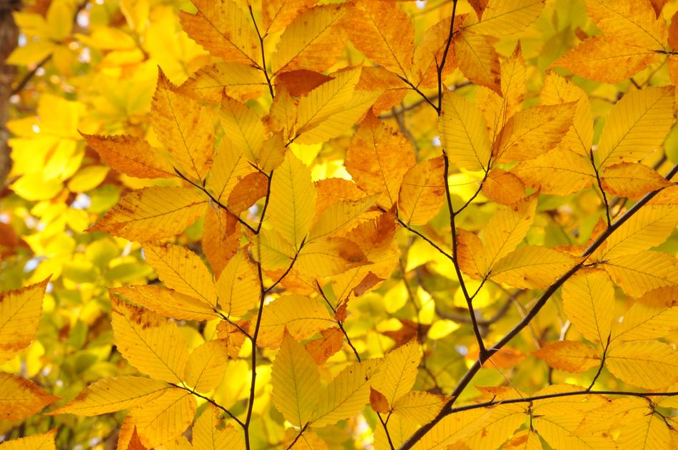 golden autumn leaves landscape