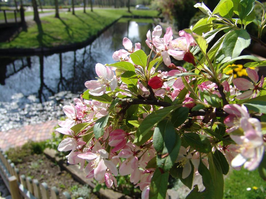 Pink Flowers Spring deco