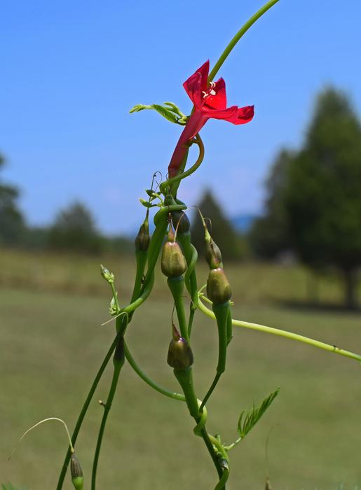 red flower blooming green field