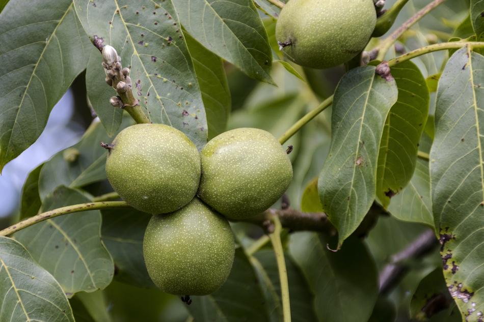 Plant Tree Walnut