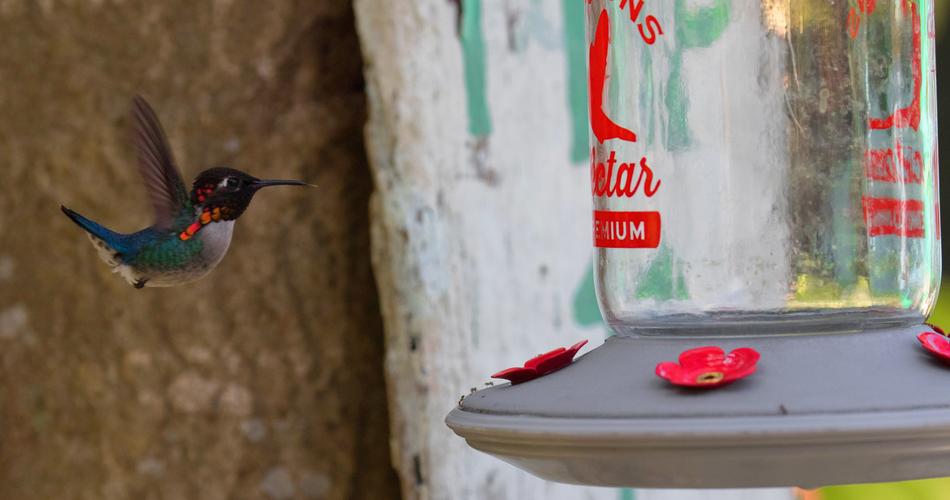 hummingbird feeding nature