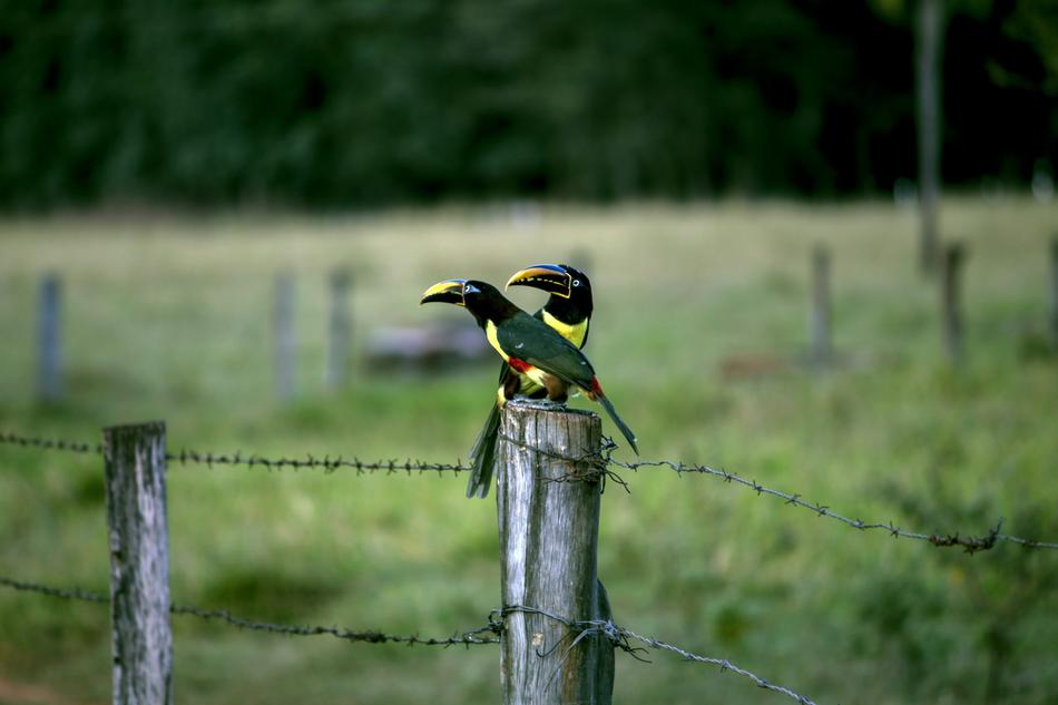 AraÃ§ari Tucano Birds