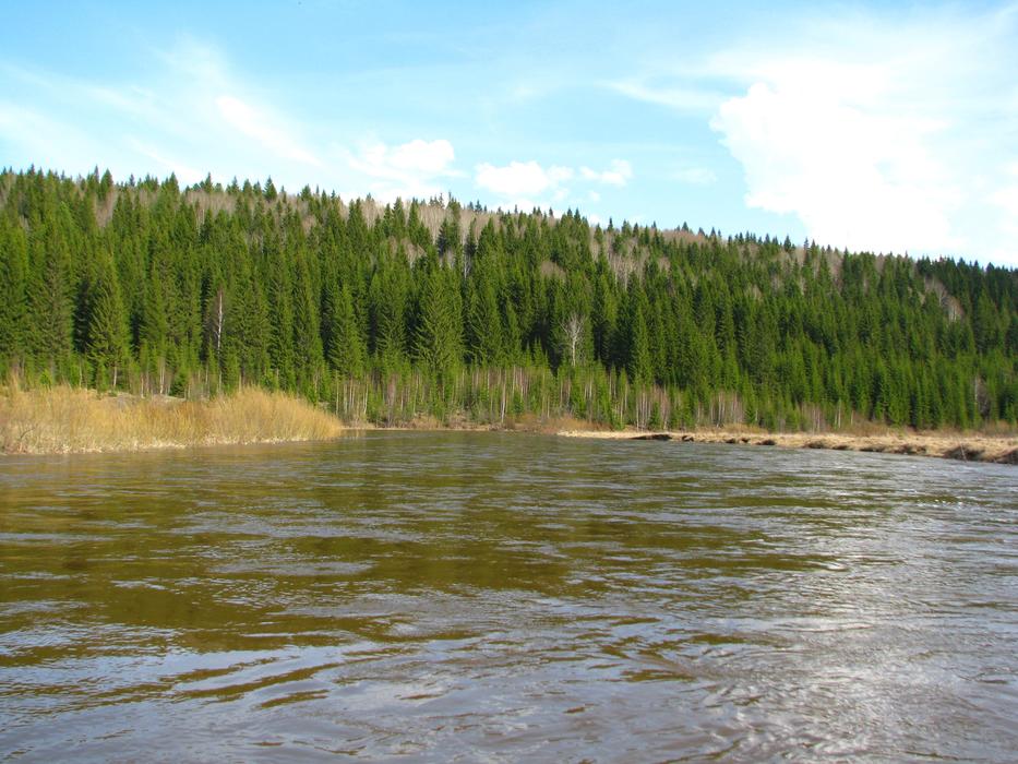 The River Koiva Forest Nature Perm krai