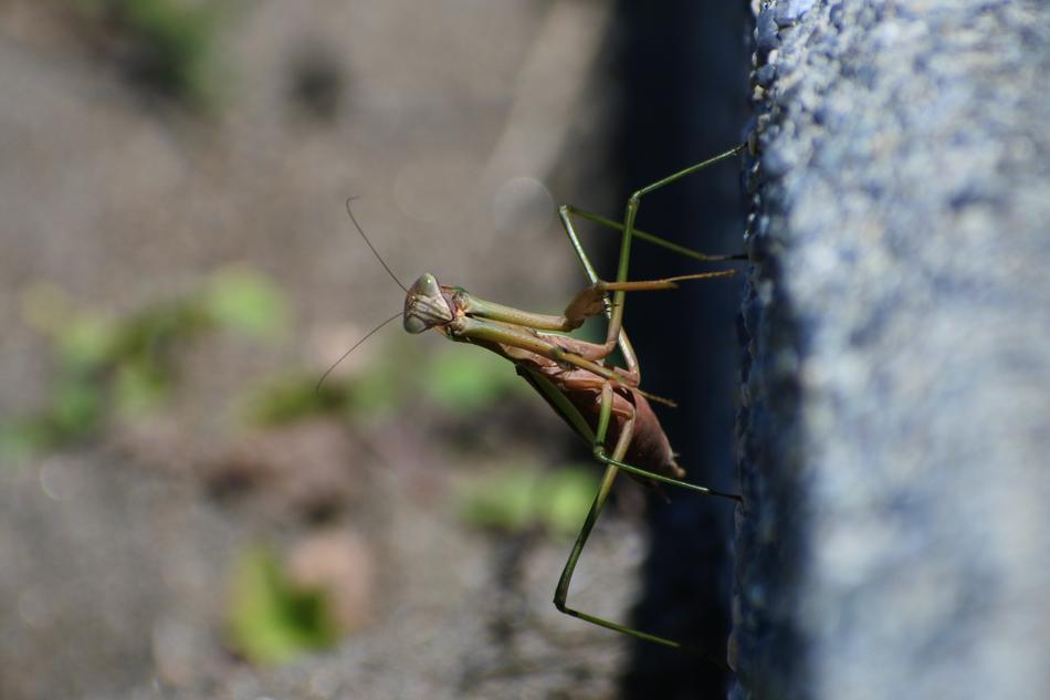 Natural Insect macro view