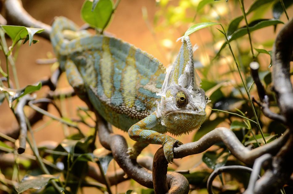 Yemen Chamäläon Reptile Camouflage