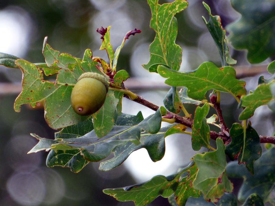 Forest Oak Tree in forest