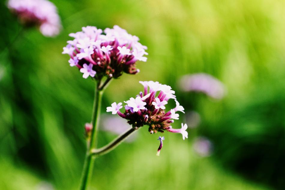 Pink Blossom Bloom