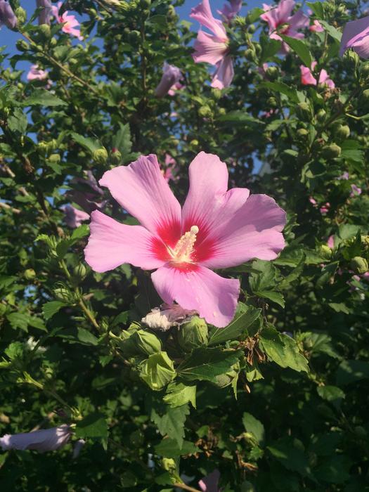 unusual flowers pink landscape