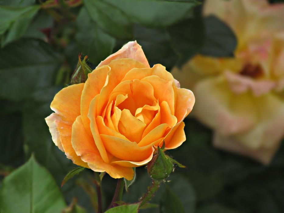 orange rose on a bush landscape