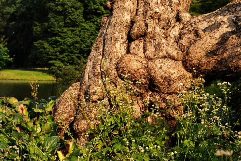 Tree Root Tribe in nature