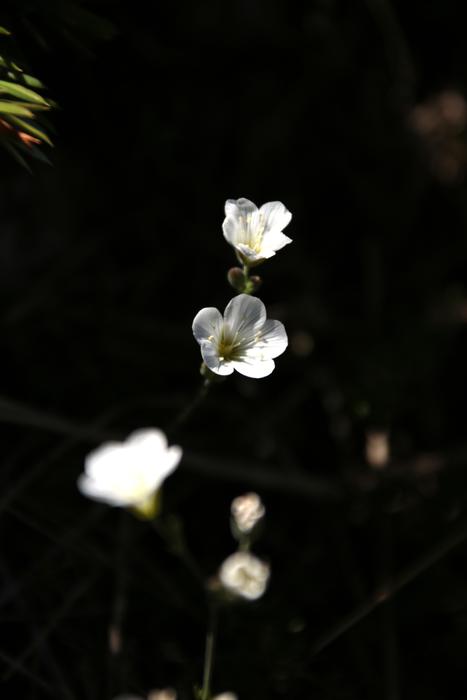 white flowers on black background landscape