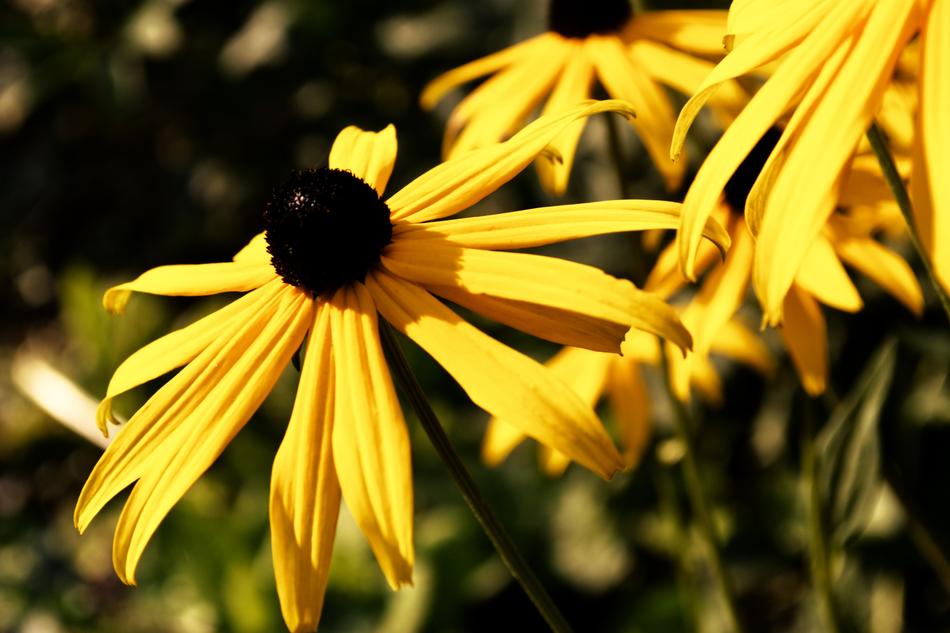 Yellow Meadow Flowers closeup picture