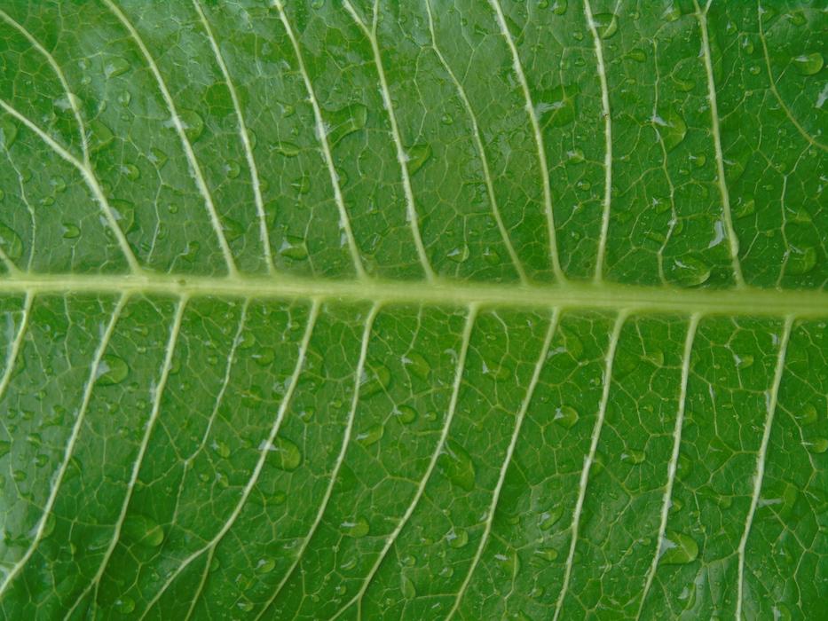 Leaf Green