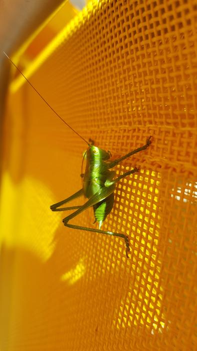 Animal Green