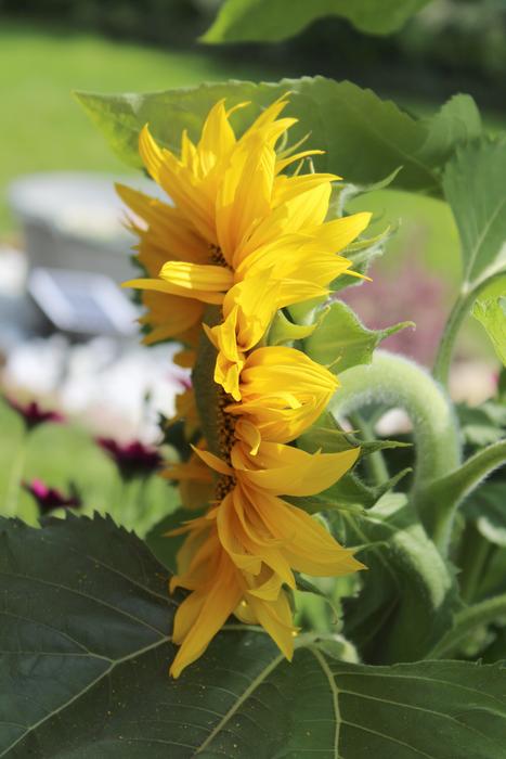 Sunflower Summer Yellow