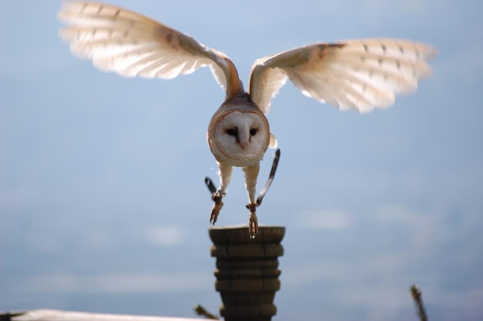 Animals Owl Bird