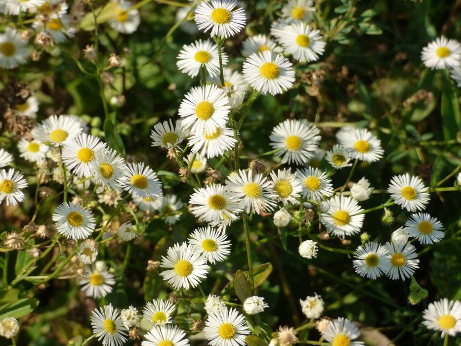 Meadow Flowers White