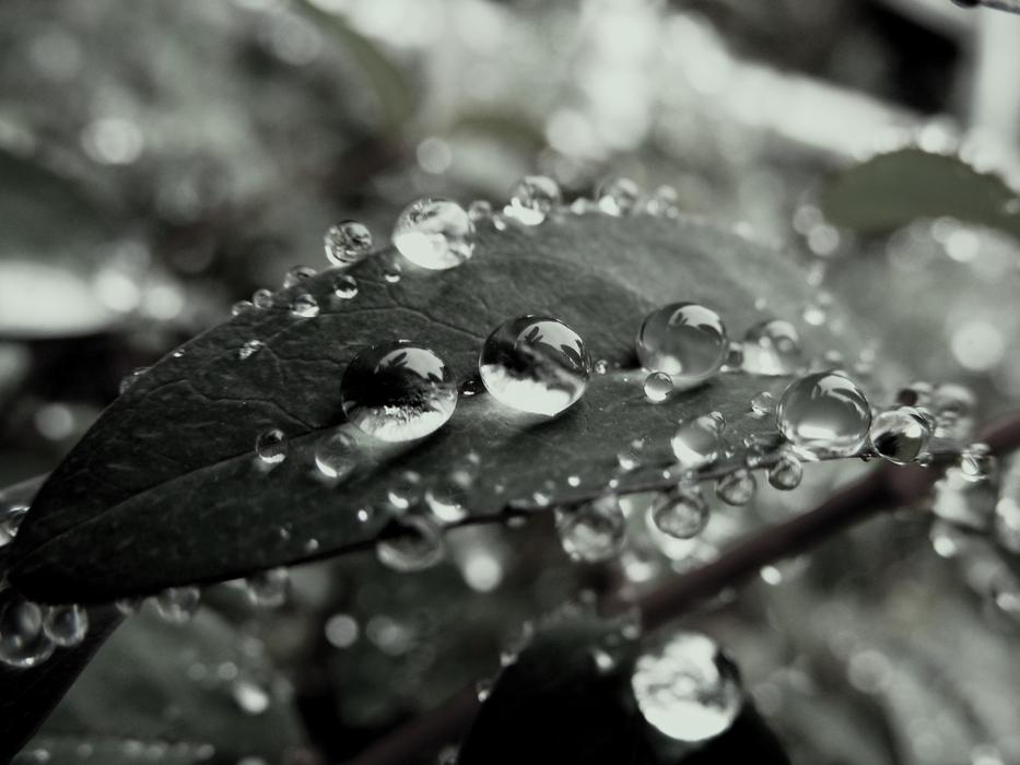 Macro picture of wet leaves foliage