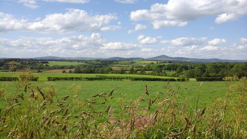 green meadow with trees landscape