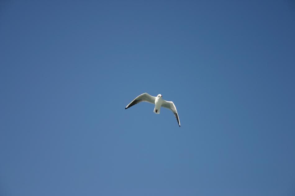 Animal Bird flying at blue sky