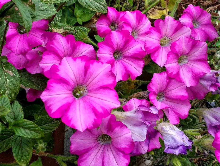 bright pink garden flowers in summertime