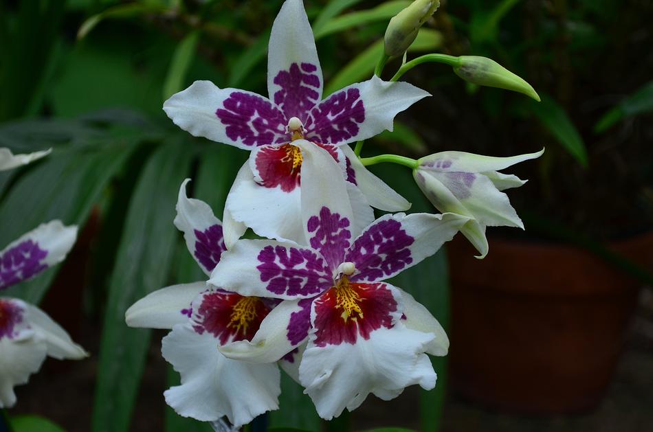 white and purple blossoms
