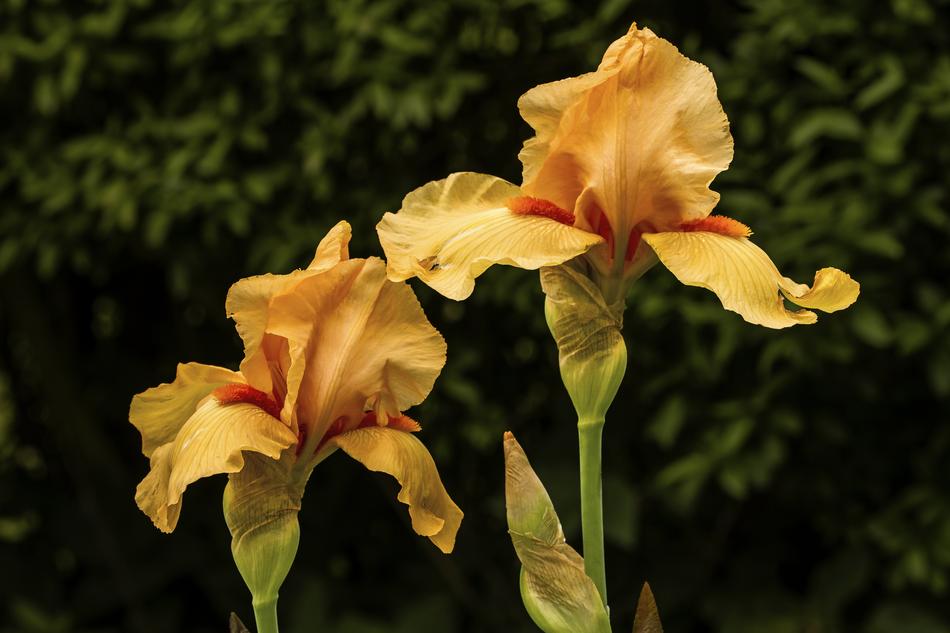 yellow flower two garden