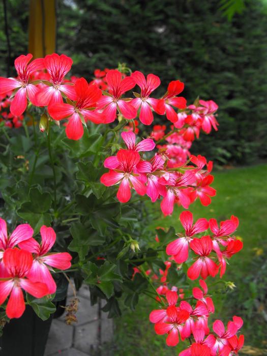 lots of flowers by the window