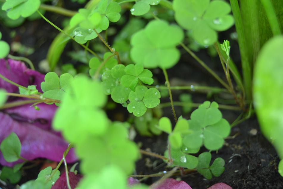 green leaves with purple leaves in the garden