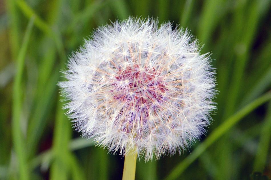 Dandelion Roadside Pointed Flower