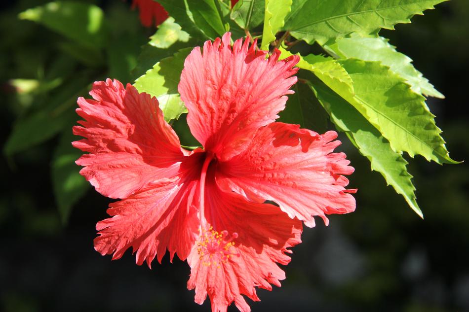 Flower Sol