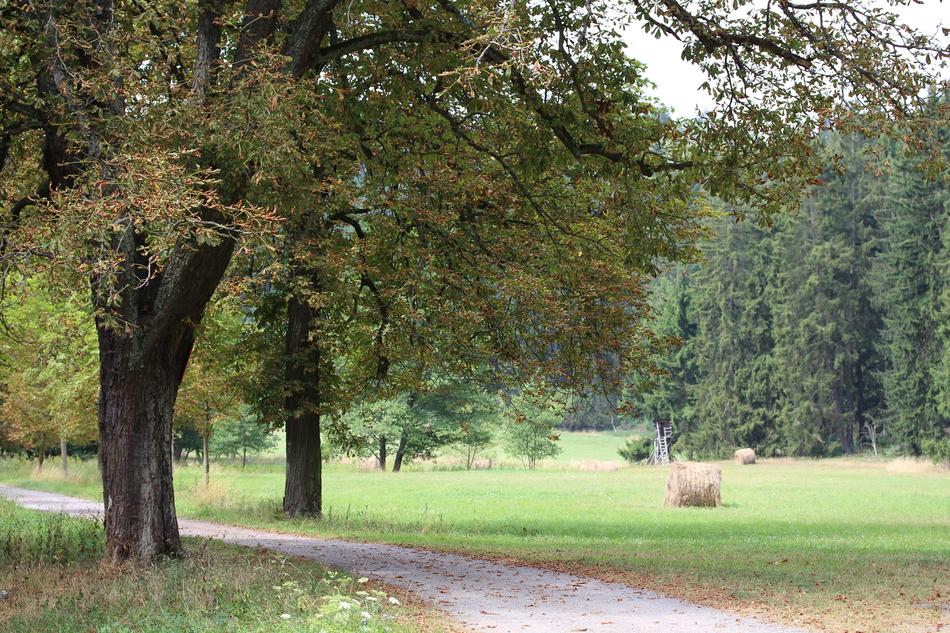 autumn forest nature landscape beautiful