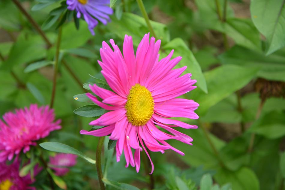 Flowers Pink Marguerite