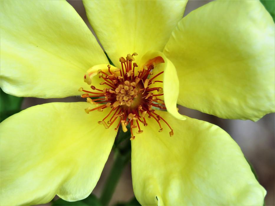 Flower Yellow Rose