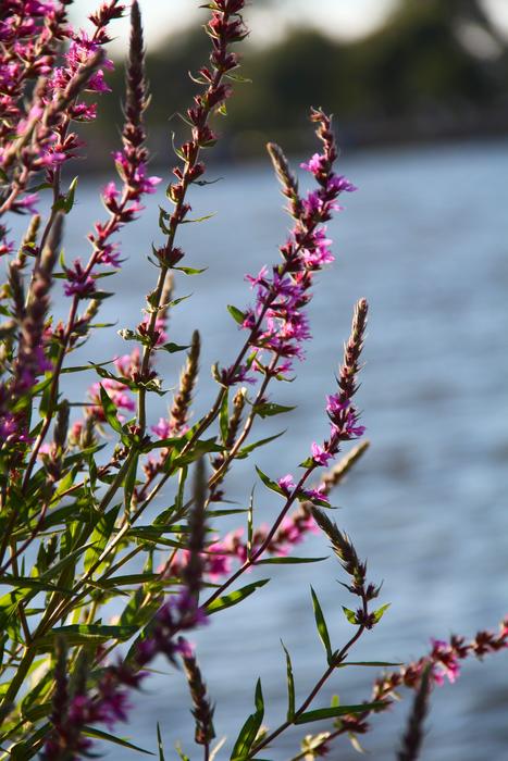 beautiful flowers by the water