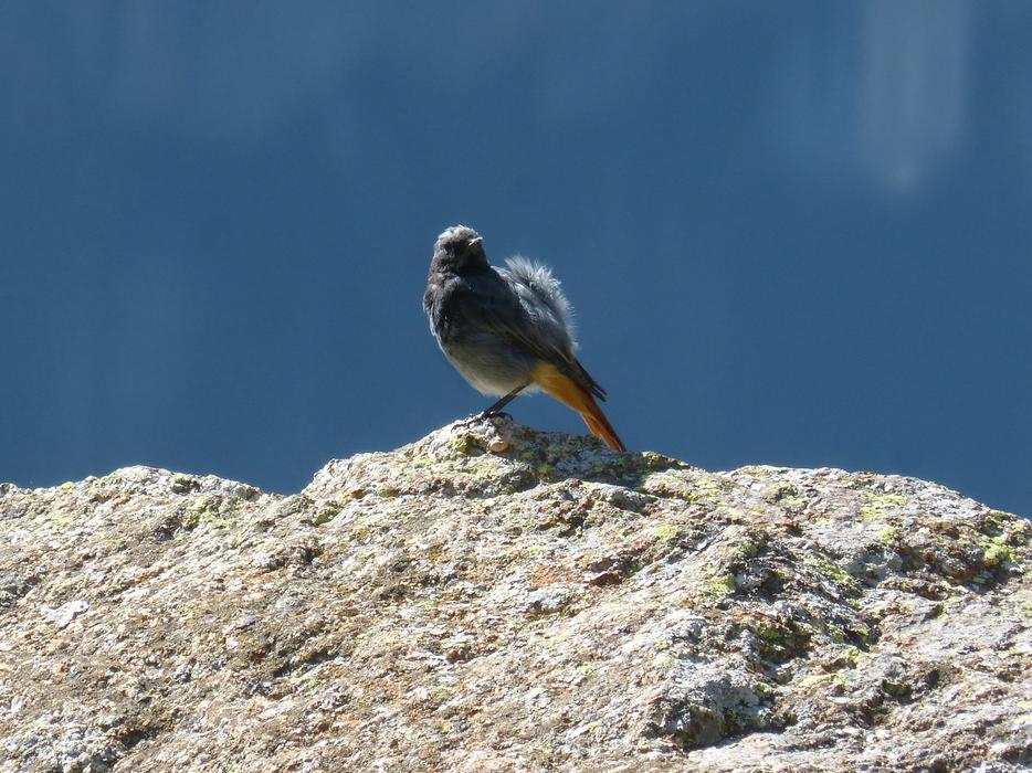 Bird Rock Wind Colirojo