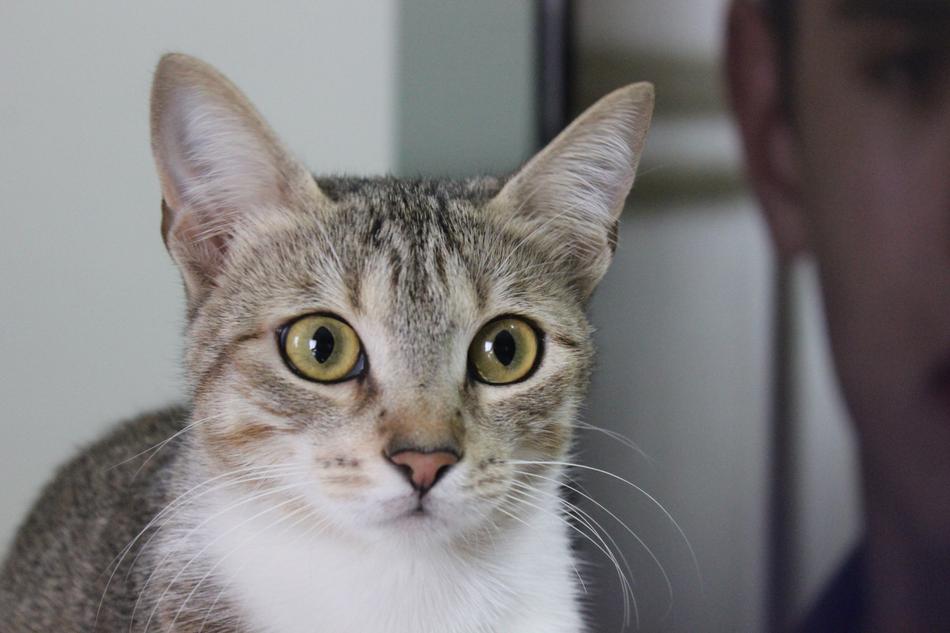 Cat Malai Domestic