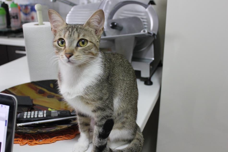 Domestic Cat Malai