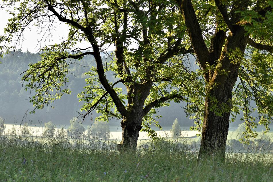 Trees Meadow Landscape