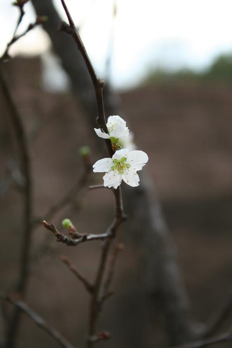little flower on a branch