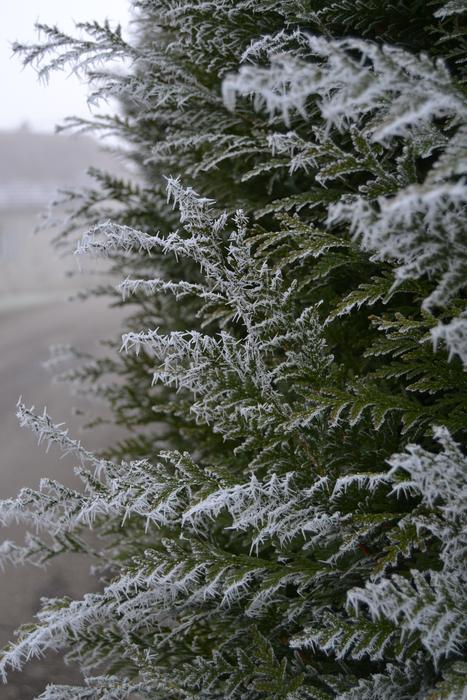 green plants in snow landscape