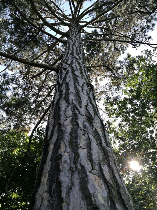 Pine wood in Nature