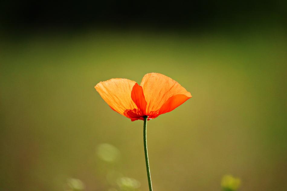 poppy on a stem macro shot