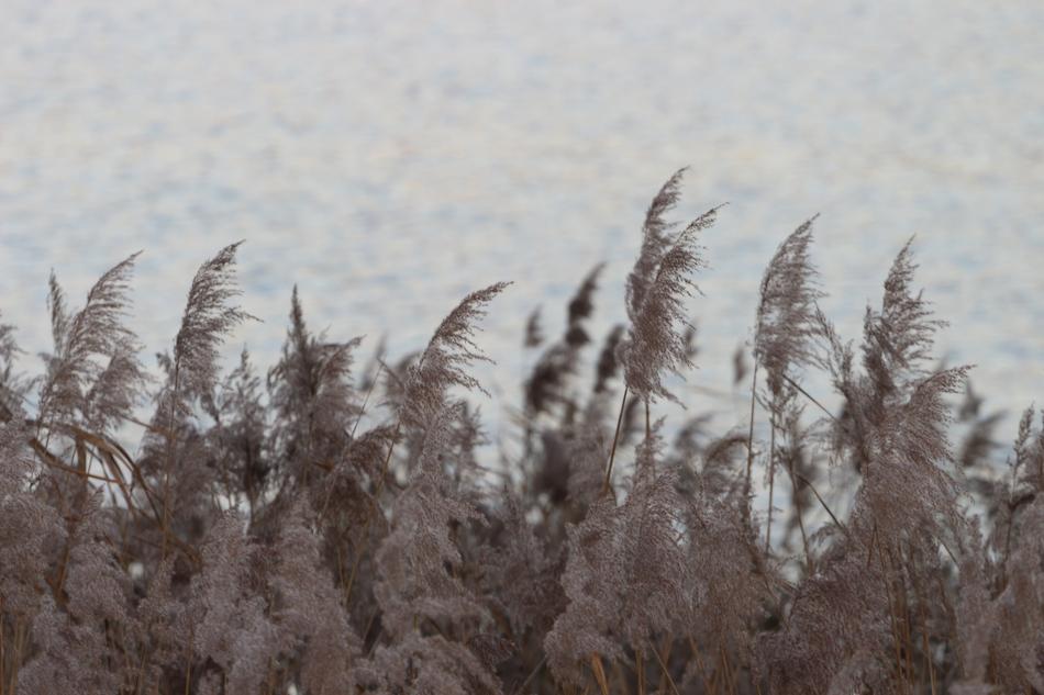 Water Reed Lake